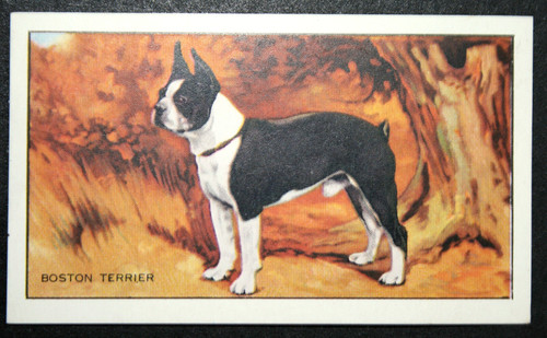 Boston terrier vintage 1936 - boston,