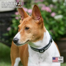 Basenji Calendar 2026 - Dog