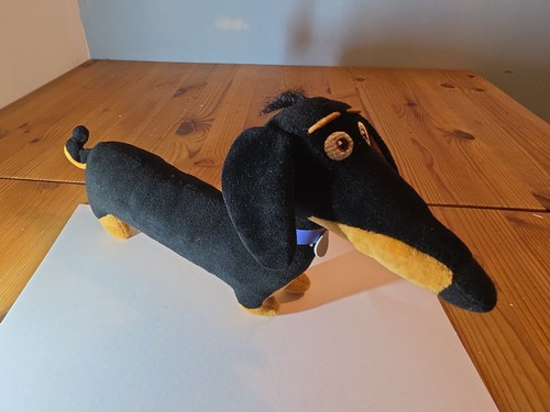 Buddy the dachshund - dachshund, sausage