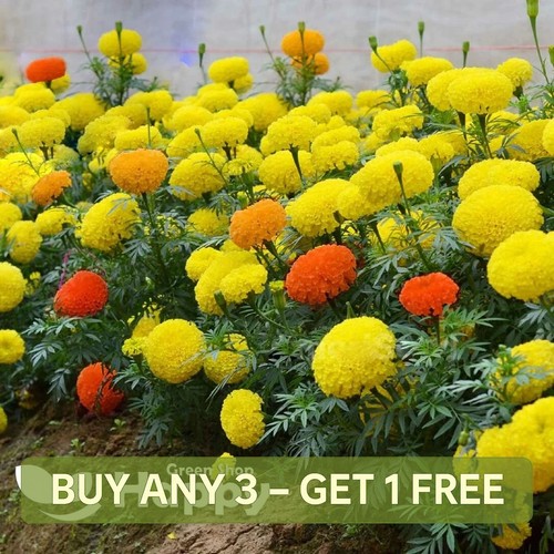 African marigold dwarf - f1,
