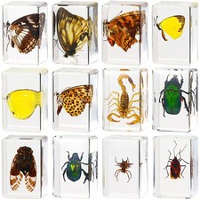 12 Pcs Insect In Resin