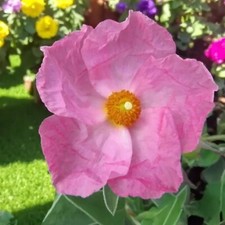Cistus silver pink plant - cistus,