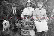 F015497 Strawberry pickers