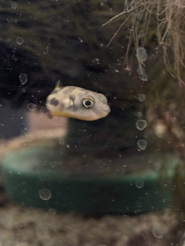 Pea puffer freshwater fish - puffer,