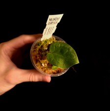 Anthurium luxurians x