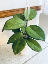 Hoya Obovata Splash Plant