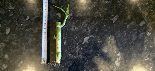 Medium lucky bamboo stem - 1,
