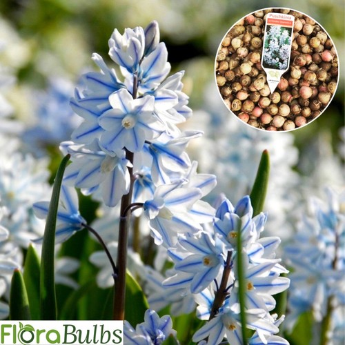 50x puschkinia libanotica - puschkinia,
