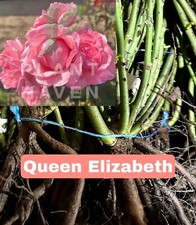 10x Bare Root Rose ‘Queen