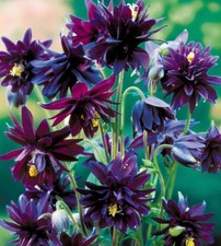 2 x Aquilegia 'Black Barlow' 1