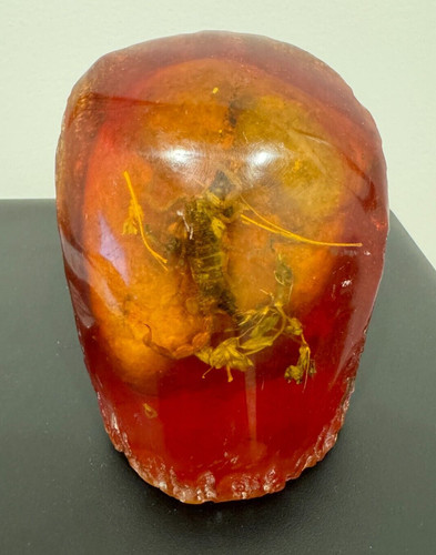 Tree trunk amber - trunk,