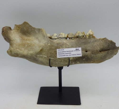 Fossil cave bear jaw and - ,
