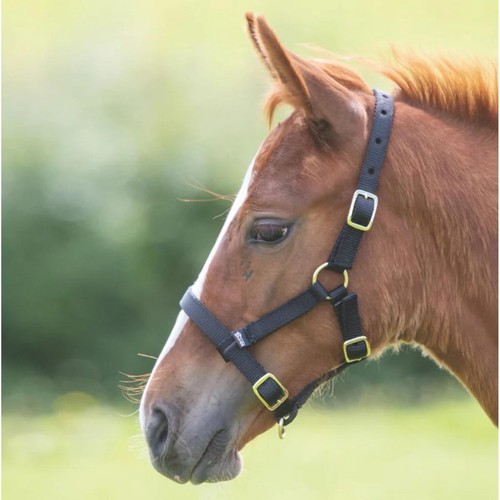 Shires foal nylon headcollar - headcollar,