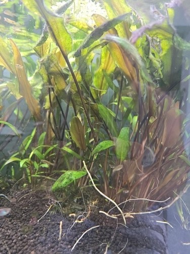 Large cryptocoryne petchii - large,