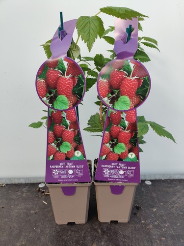 2xsoft fruit raspberry autumn - 2xsoft,
