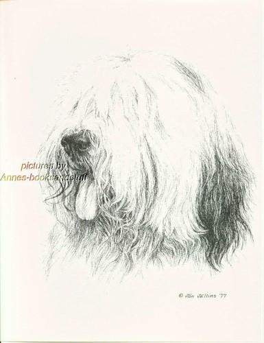 172 old english - old, sheepdog