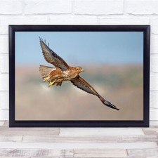 Buzzard Wildlife Nature