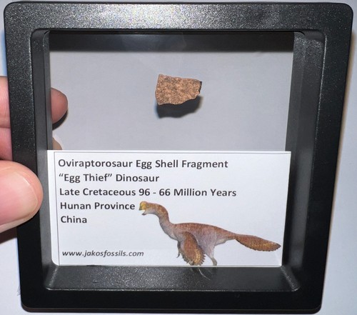 Framed oviraptor type dinosaur - oviraptor,