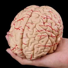 Man Woman Brain Model Life