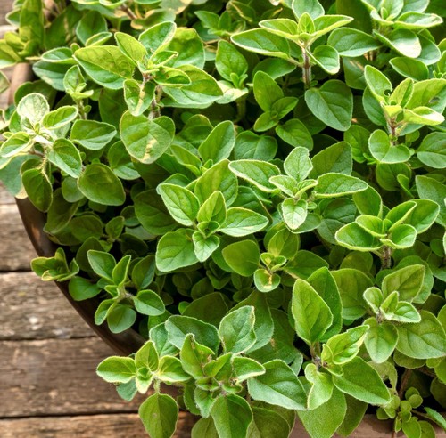 2200x greek oregano - greek,