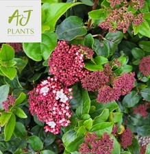 Viburnum tinus Lisarose - 3 , 5 or 7.5 Litre Pot - Potted Plant