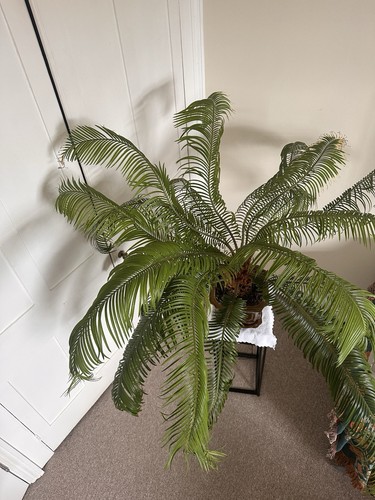 Cycas house plant - cycas,