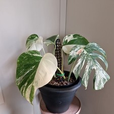Monstera albo ivory cream