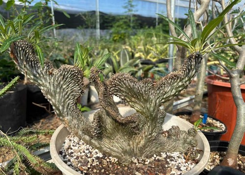 Rare stingless pachypodium - rare,