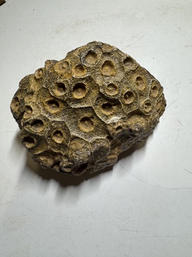 Brain coral - brain,
