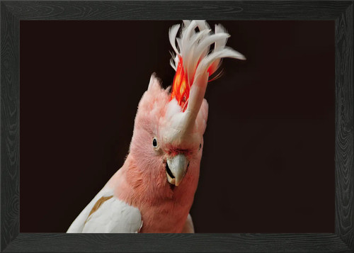 Pink cockatoo portrait framed - pink,