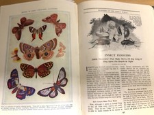(Illustrated)  The Wonderland