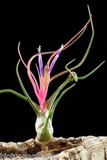 Tillandsia bulbosa Live air plant bioactive natural vivarium terrarium wood
