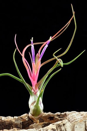 Tillandsia bulbosa live - bulbosa,