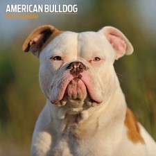 American Bulldog 2026
