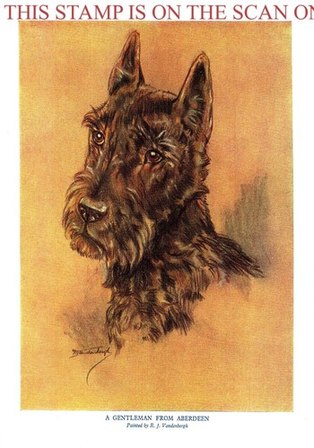 1933 scottish terrier print - 1933,