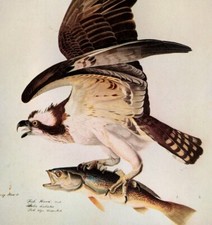 John James Audubon Osprey - Fish Hawk Vintage  Book Plate Art Print 84