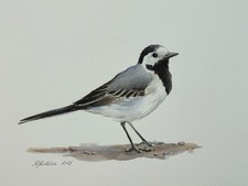 White Wagtail Original