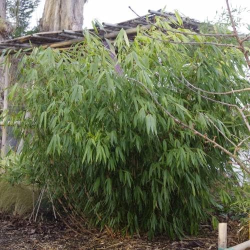 Fargesia robusta formidable - robusta,