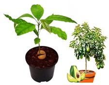 Live Avocado Tree,Healthy