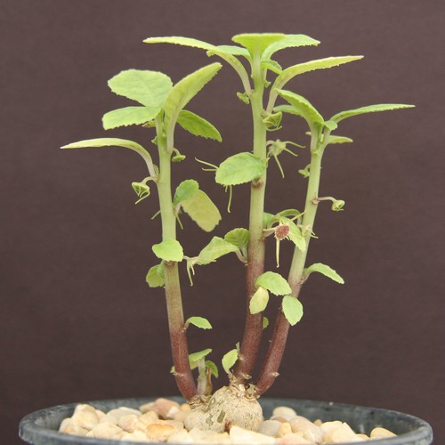 Dorstenia radiata rare - radiata,