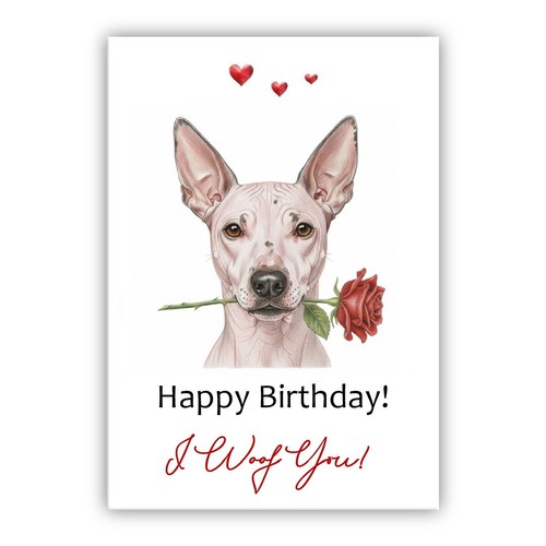 American hairless terrier - american,