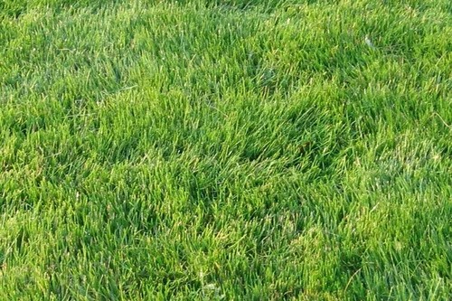 Zoysia zenith grass seeds - seeds,