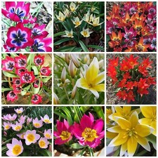 Tulips bulbs spring flowers - bulbs,