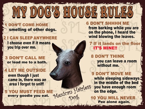 Mexican hairless dog - mexican, my