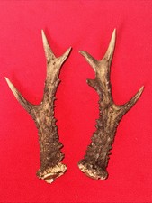 PAIR OF ROE DEER ANTLERS , 224g. approx. 20,5cm.