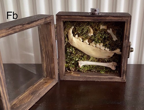 Fox display case with - display,