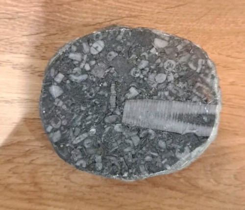 Crinoid stem fossils slab - stem,