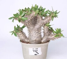 Pot 12cm Rare Plant SucculentLive Pachypodium densiflorum Random Own Root Decor