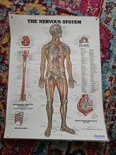 Vintage 80s Anatomical Chart