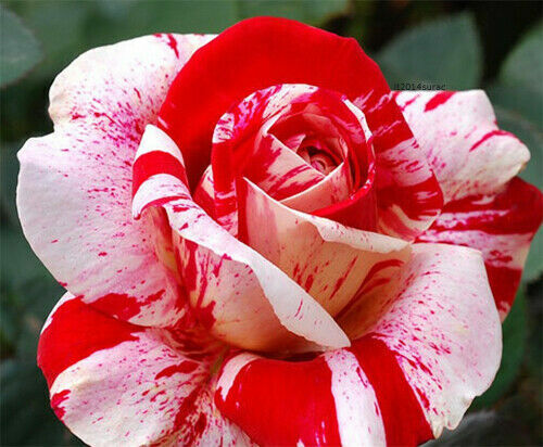 Red pink dragon rose seeds - &,